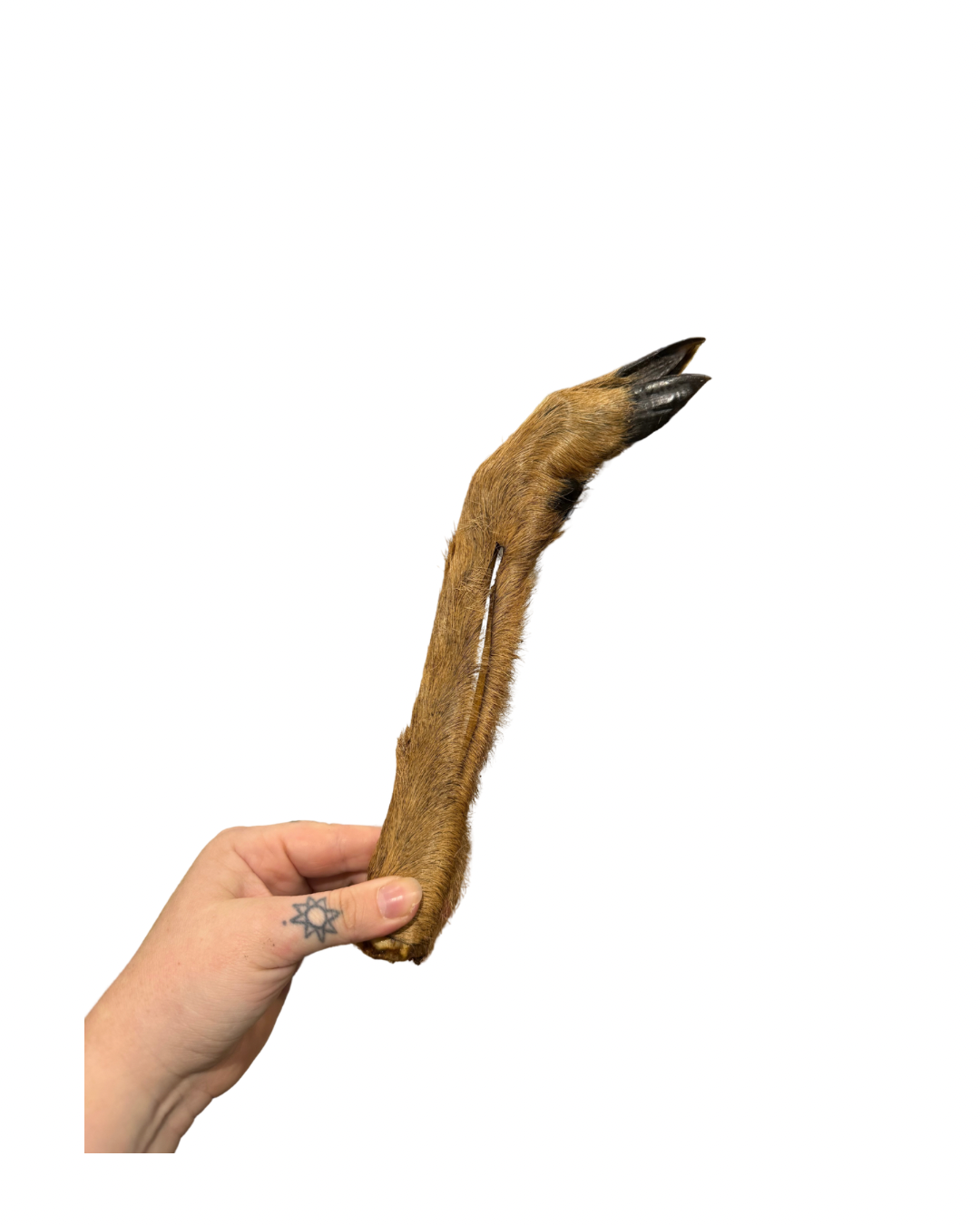 Untitled design - 6.png