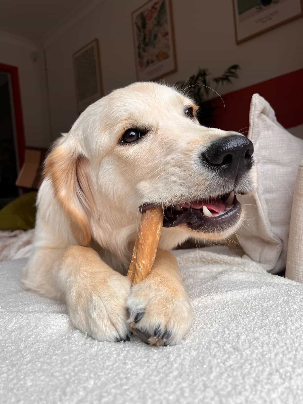 A young yellow Labrador retriever dog lying on a white blanket, chewing on a sticks. The dog has expressive eyes and a black nose, with a cozy indoor setting in the background.