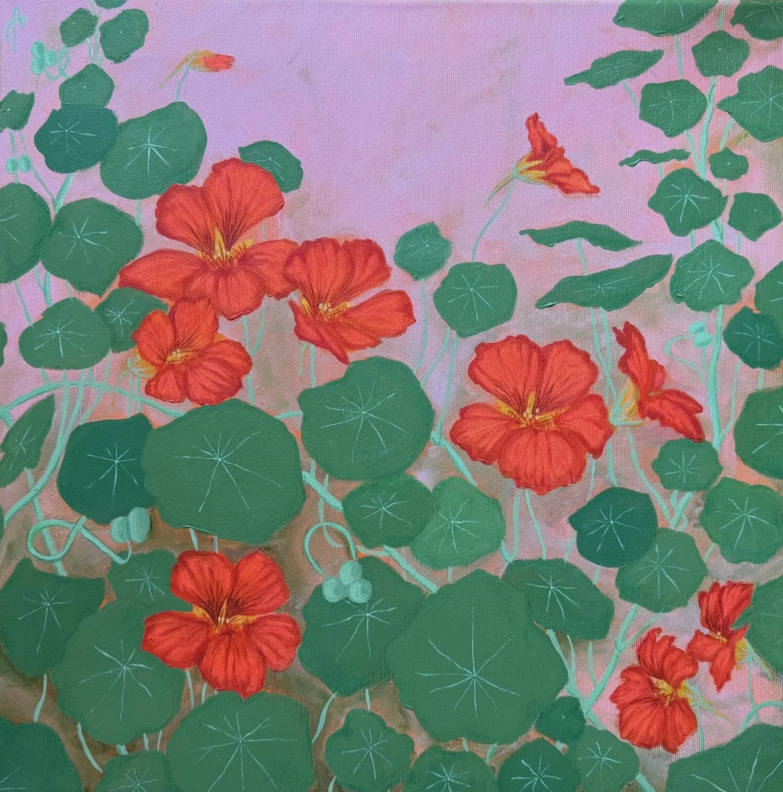 Capuchina - 50 cm x 50 cm