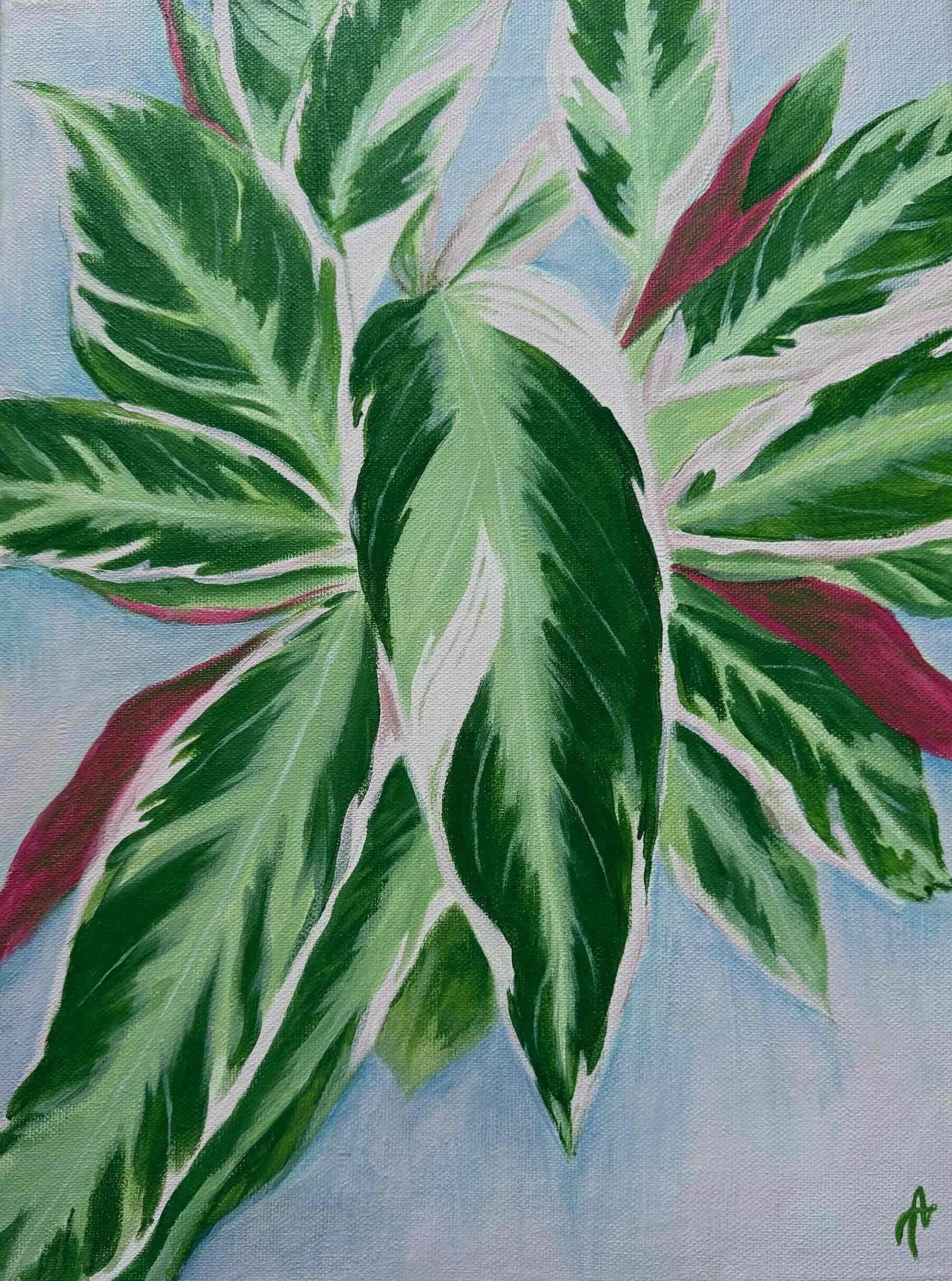 Calanthea Rosa - 40 cm x 30 cm