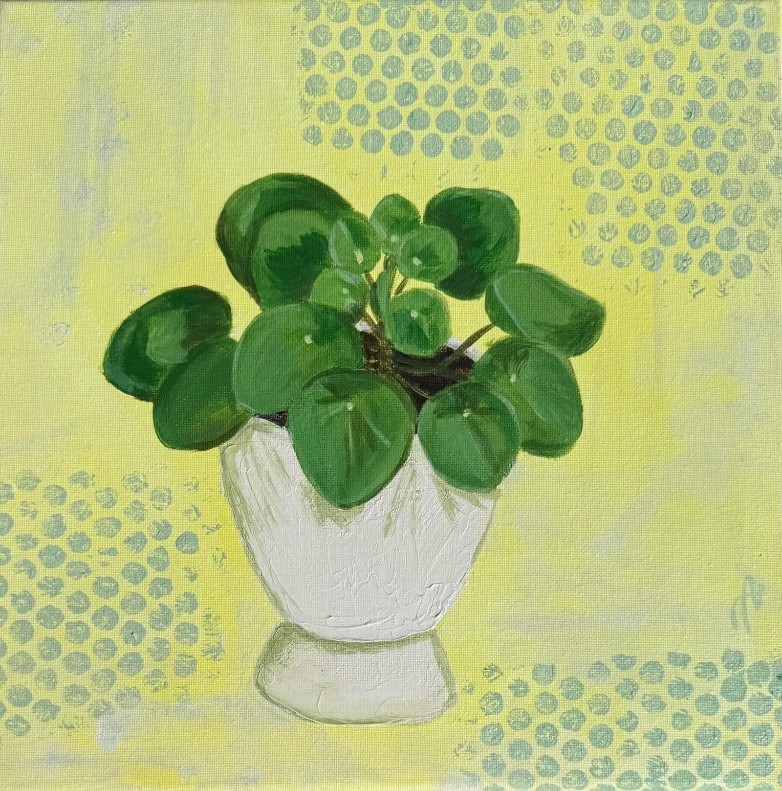 Pilea - 30 cm x 30 cm