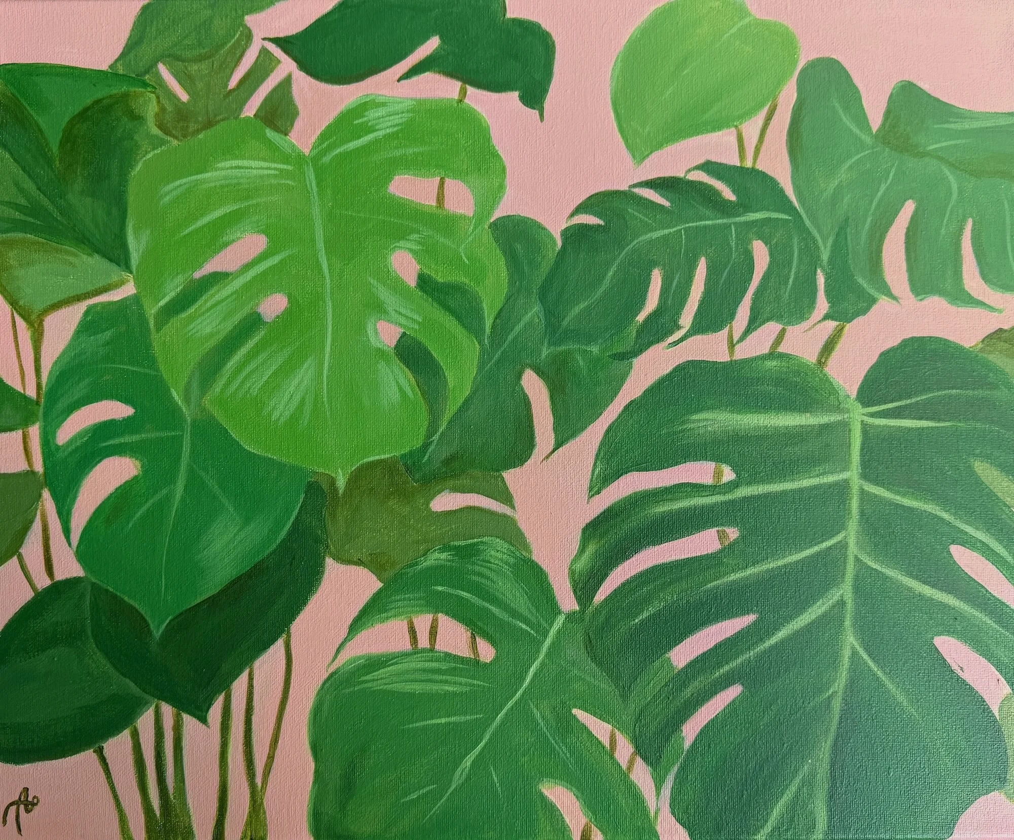 Monstera - 40 cm x 50 cm