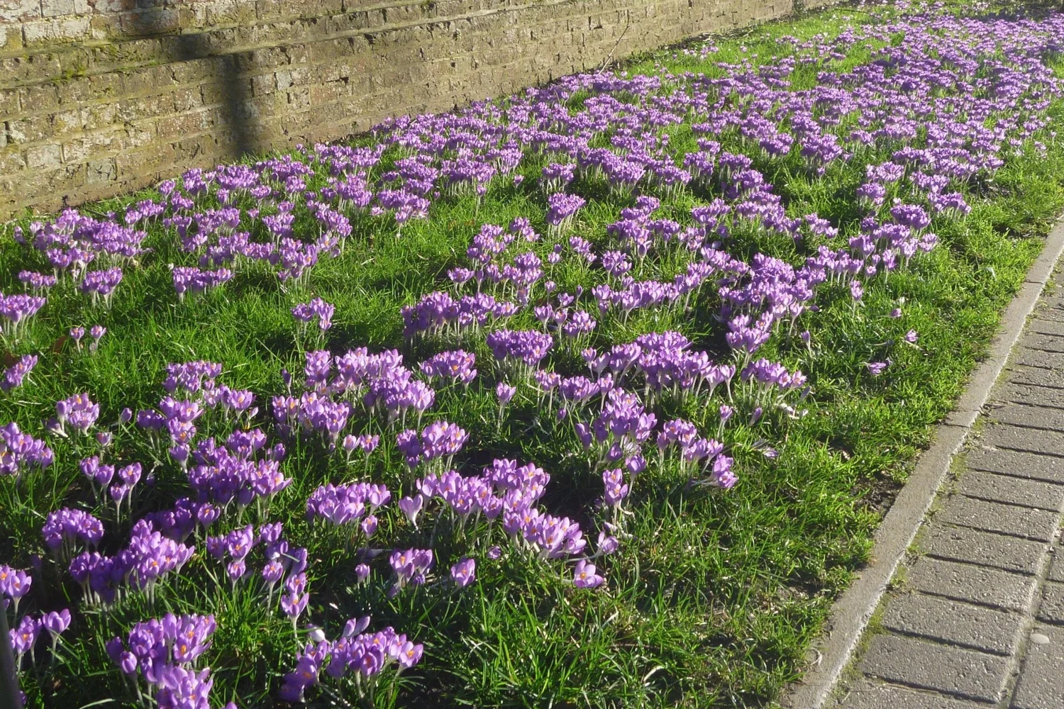 Crocuses flowering outside Tonbridge School to mark the End Polio Now campaign
