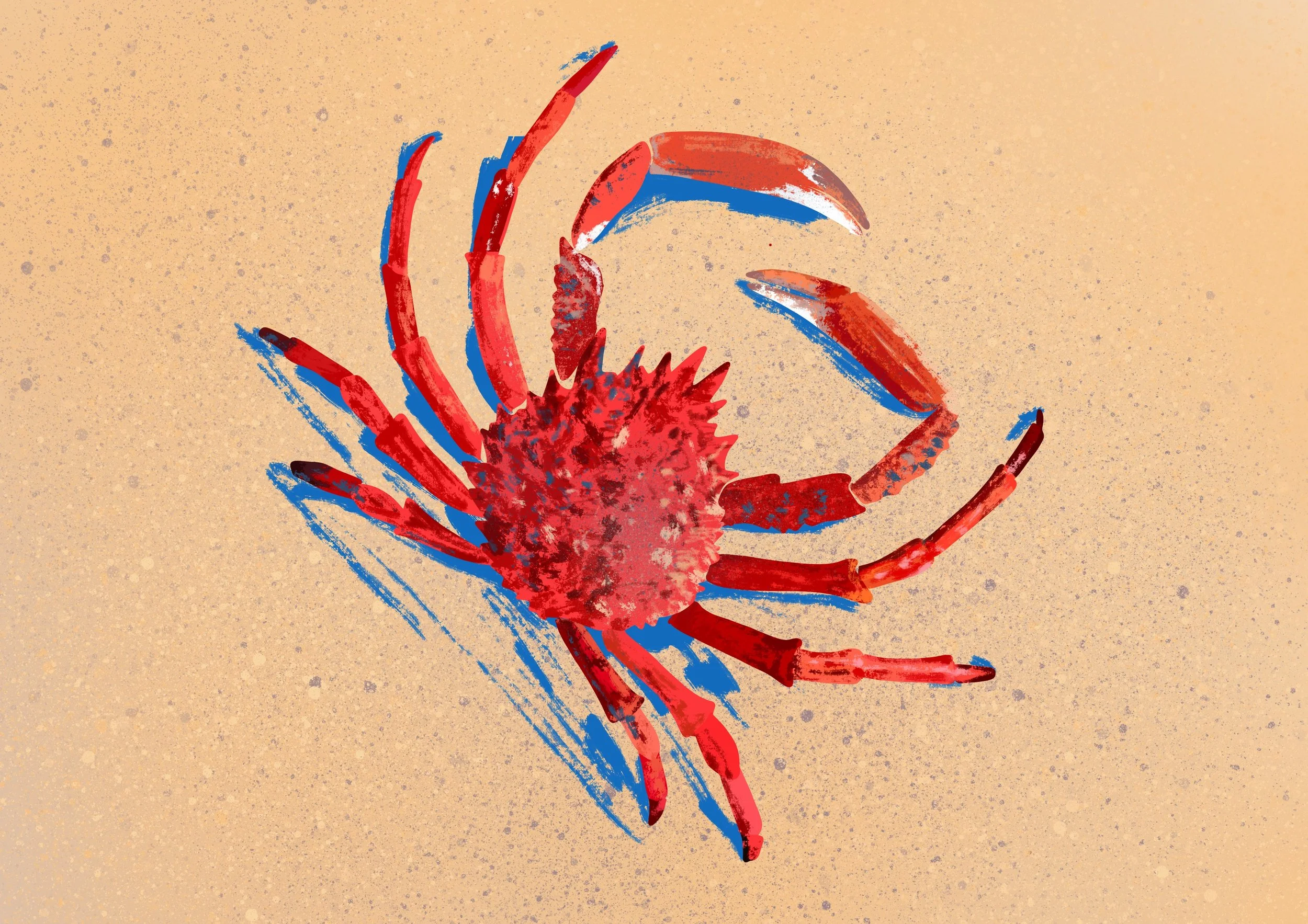 Spider Crab
