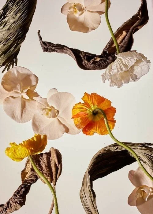 A collection of floating flowers, including orchids, marigolds, and a papaver flower, against a white background.