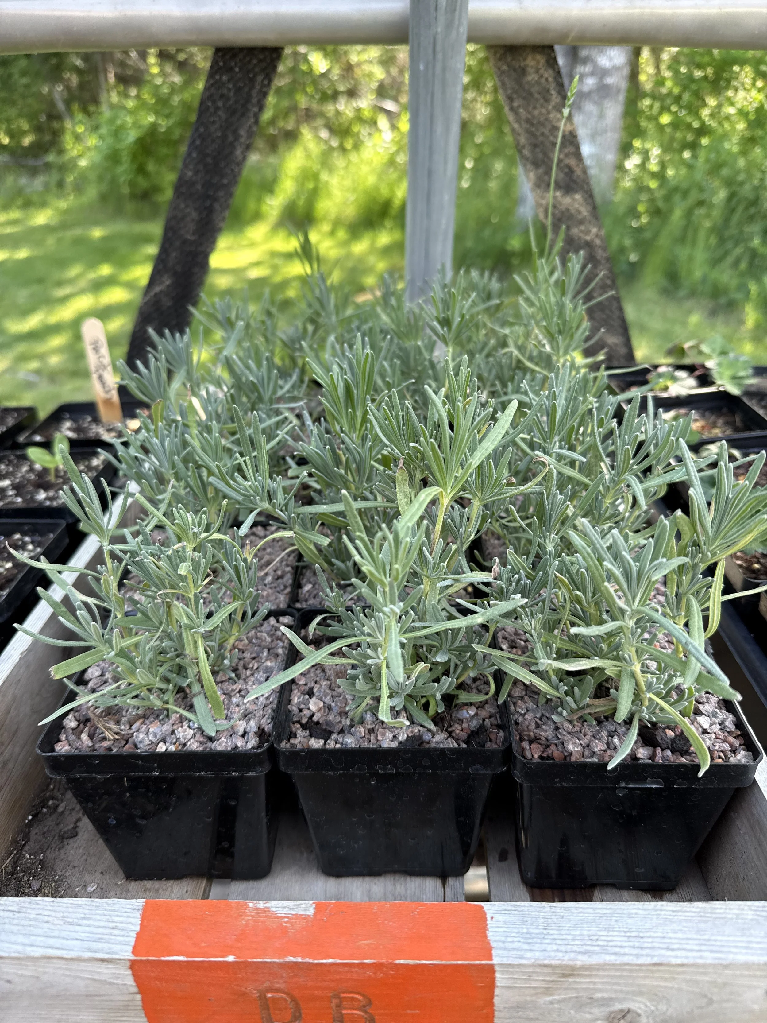 Lavender (Niko) 4” Nursery plant