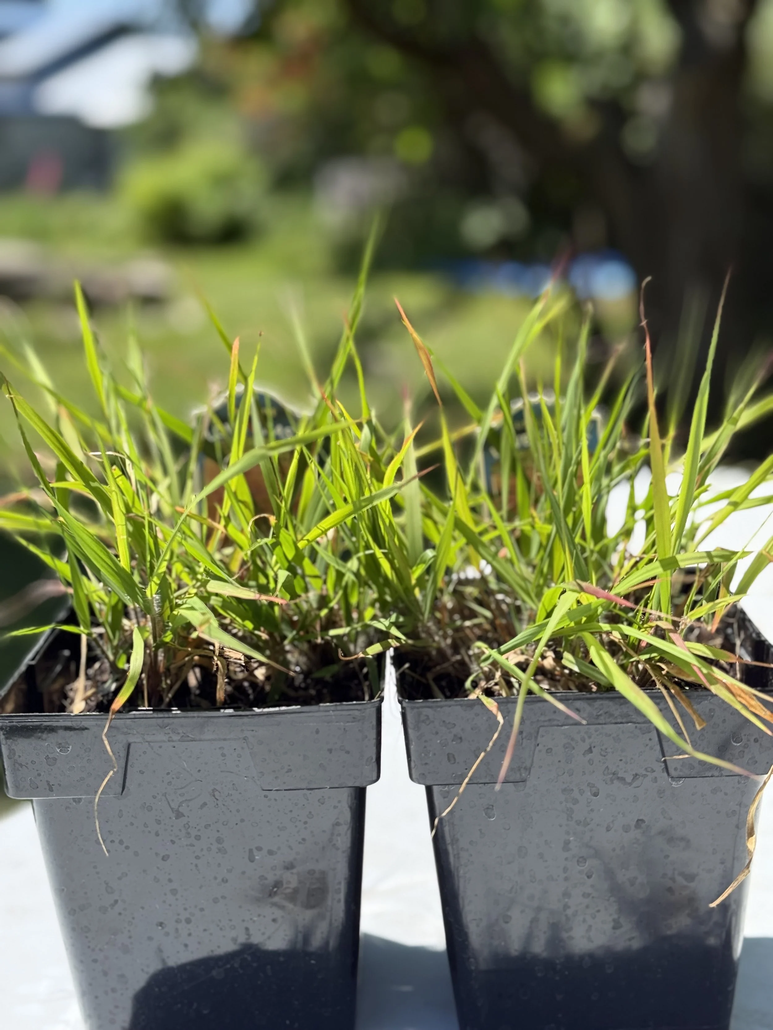 1 Qt. Purple Lovegrass (Eragrostis spectabilis)