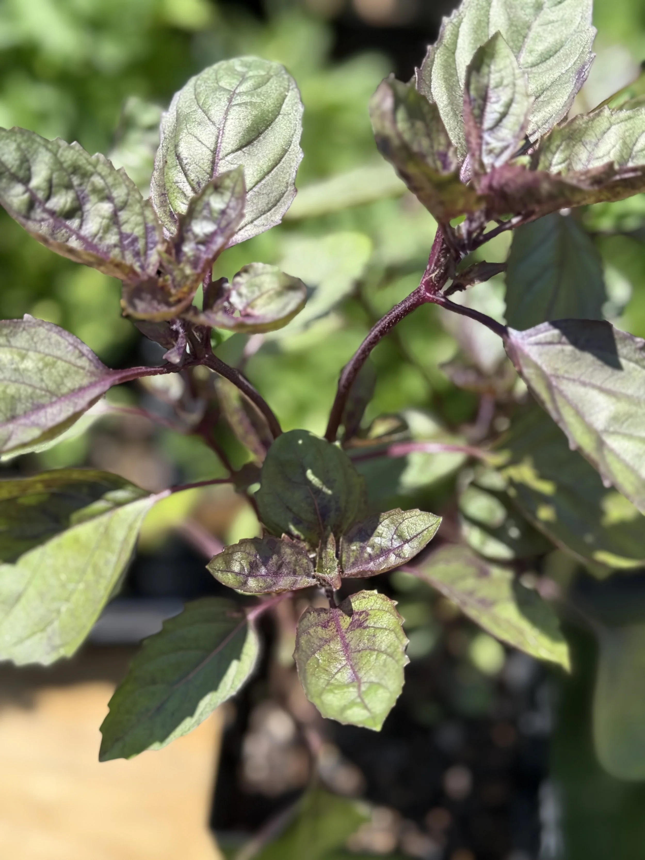 1 quart Persian Basil Nursery Plant