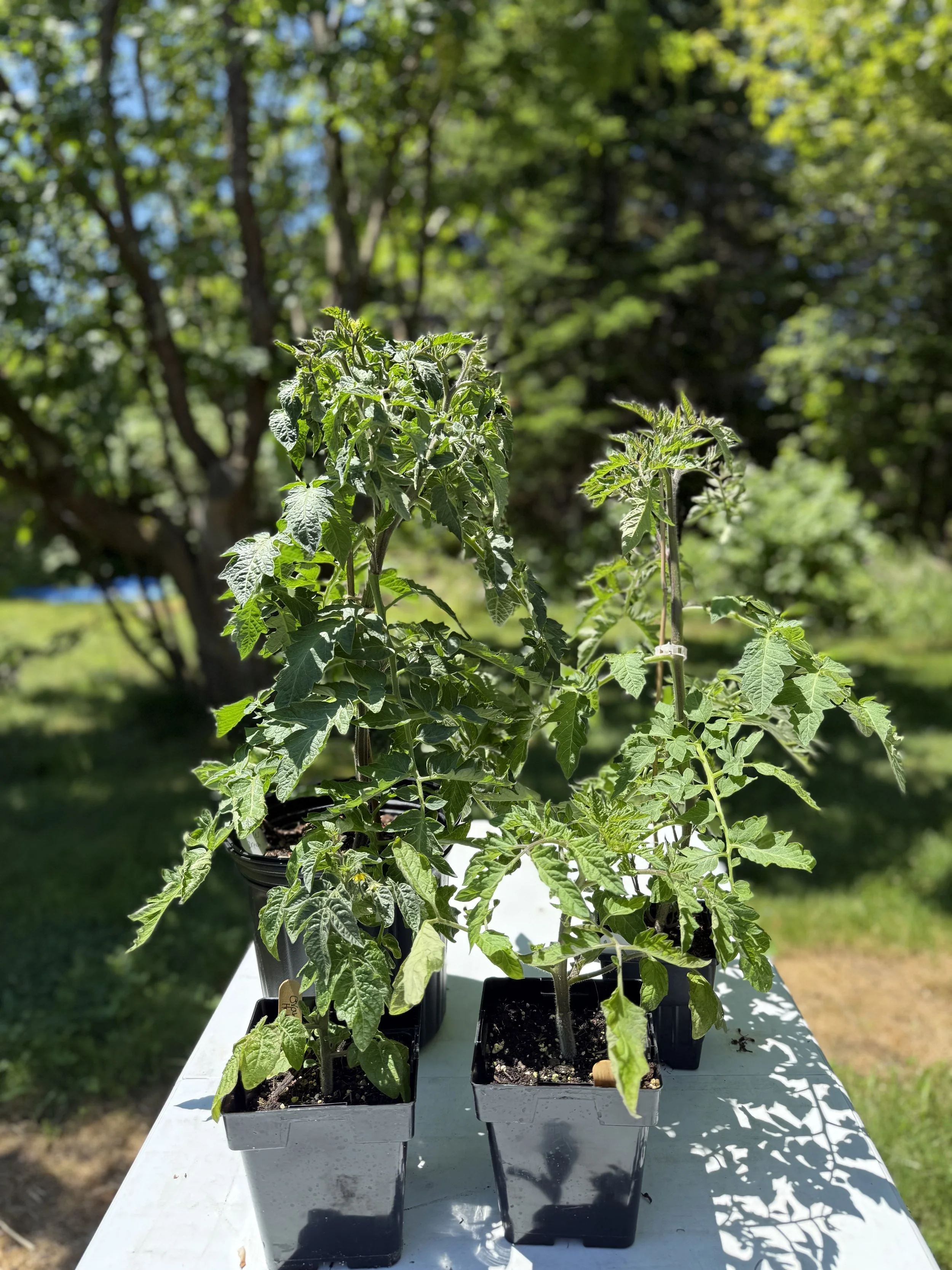 1 Qt Tomato plant
