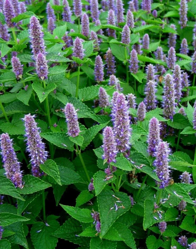 1 Quart Anise Hyssop (Agastache) Nursery Plant