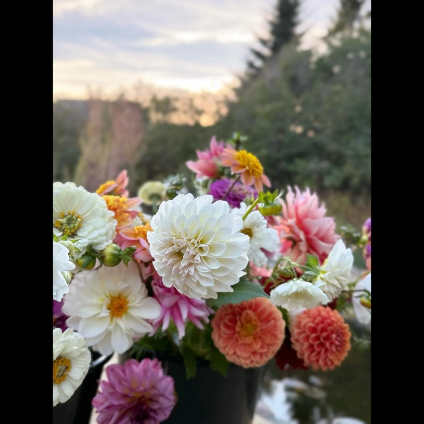 DIY Dahlia Buckets