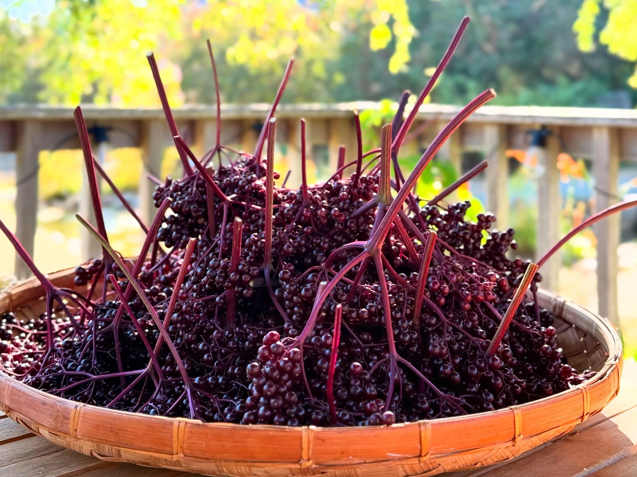 Elderberry Syrup Kit