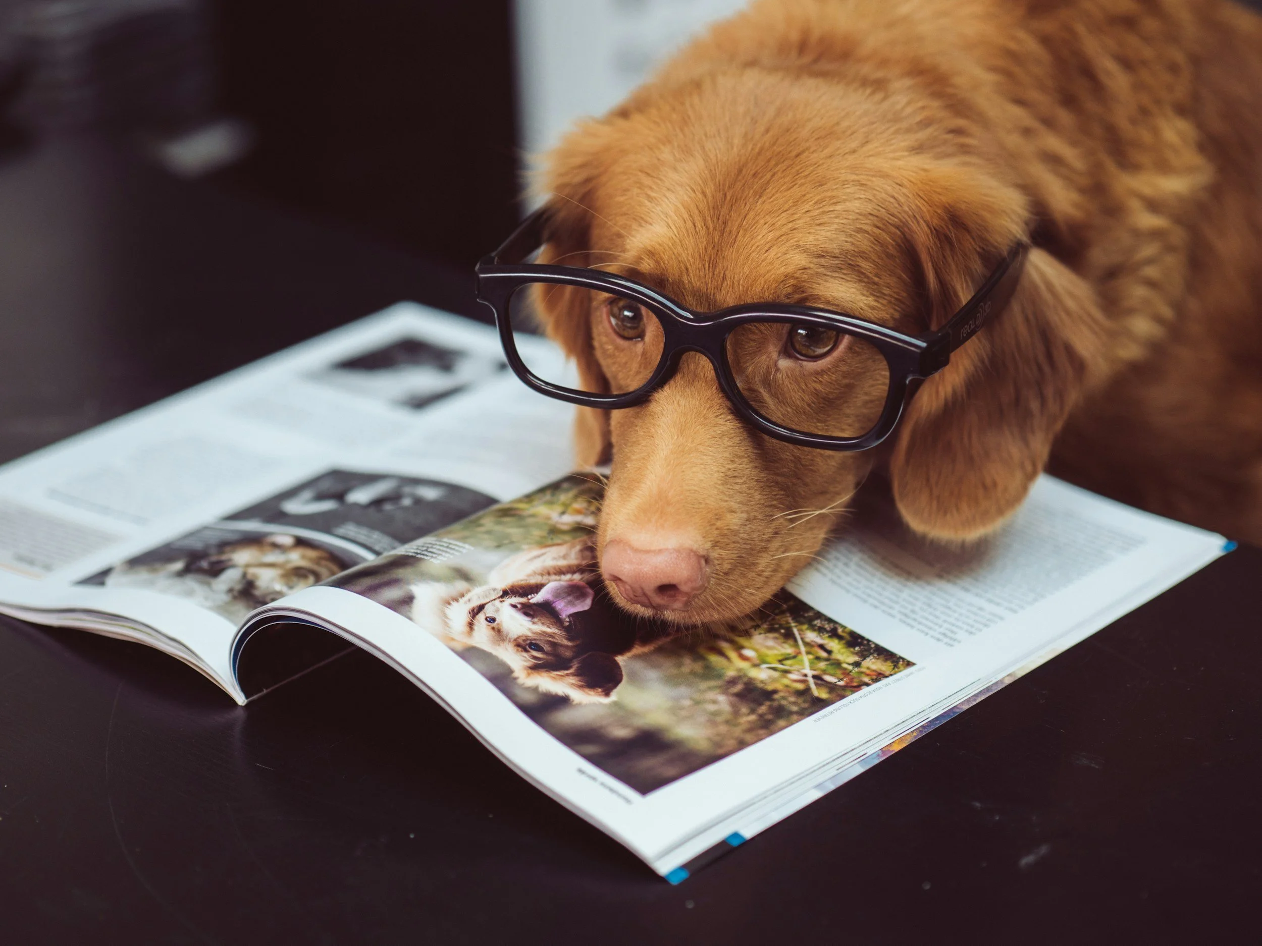 A golden retriever wearing reading glasses resting its head on an open magazine with pictures of cats on a black surface.
