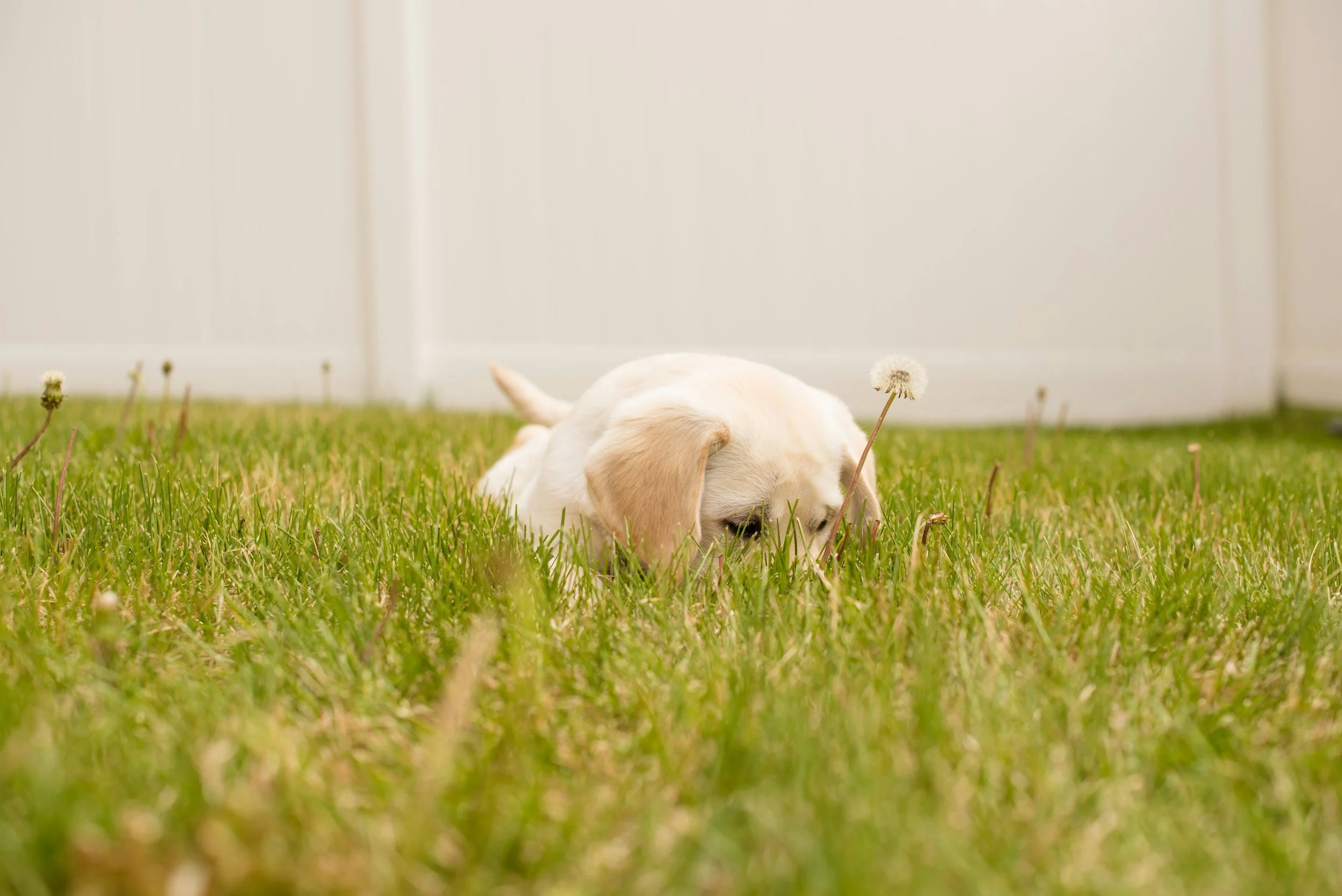 A small, white puppy lying in green grass with a dandelion flower on a stem nearby.