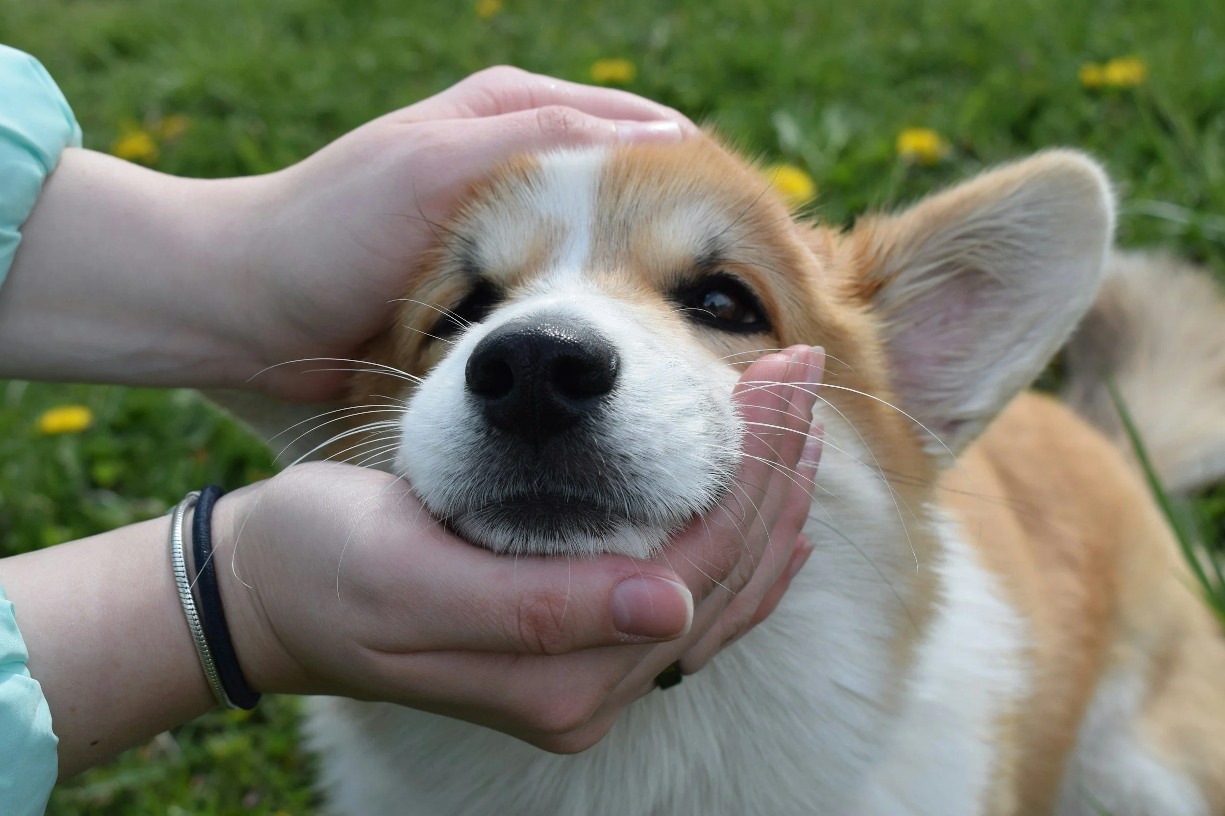 Person petting a happy, relaxed corgi dog lying on grass with yellow flowers.