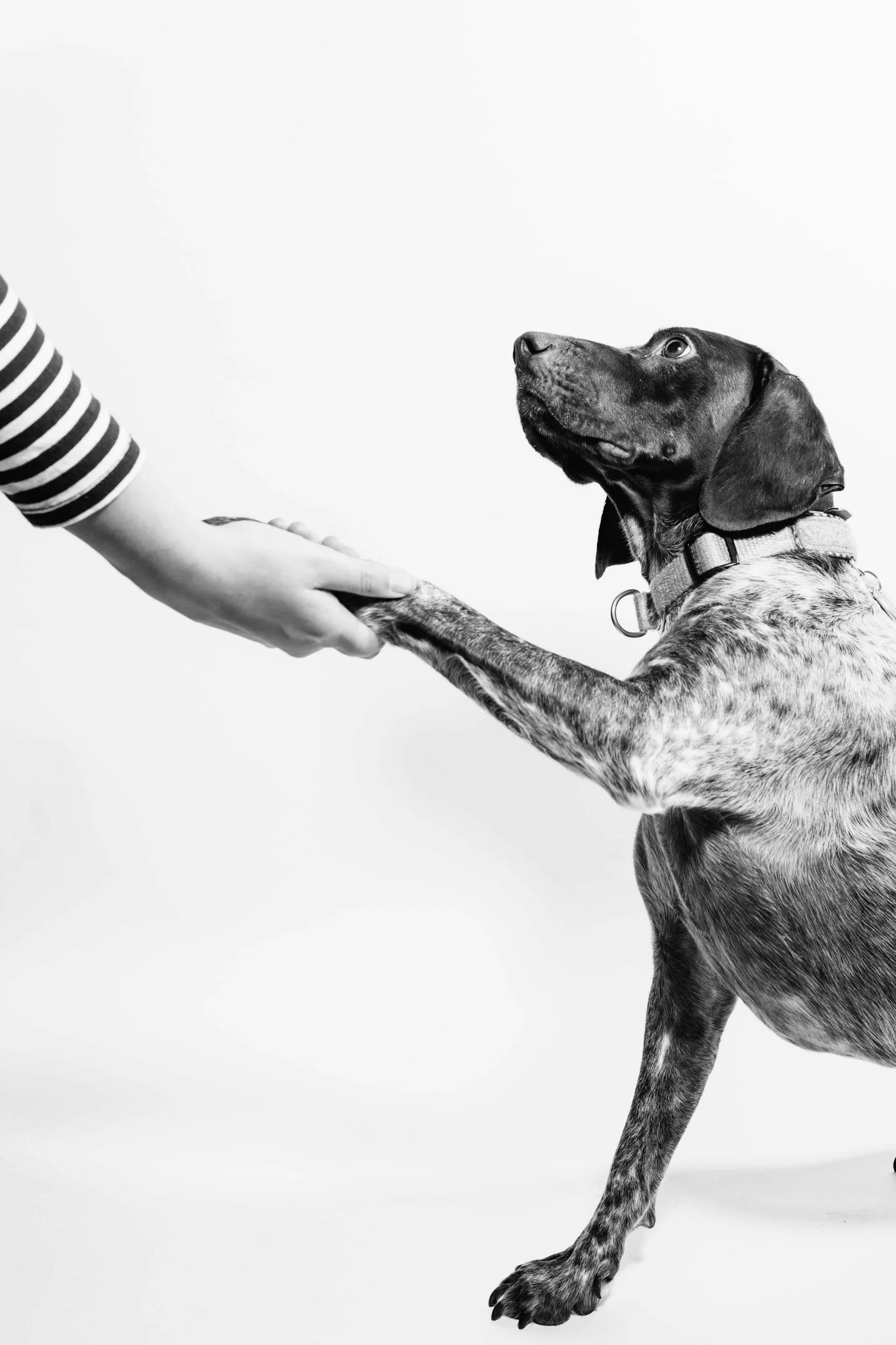 A person in a striped shirt holding a dog's paw in a handshake pose against a plain background.