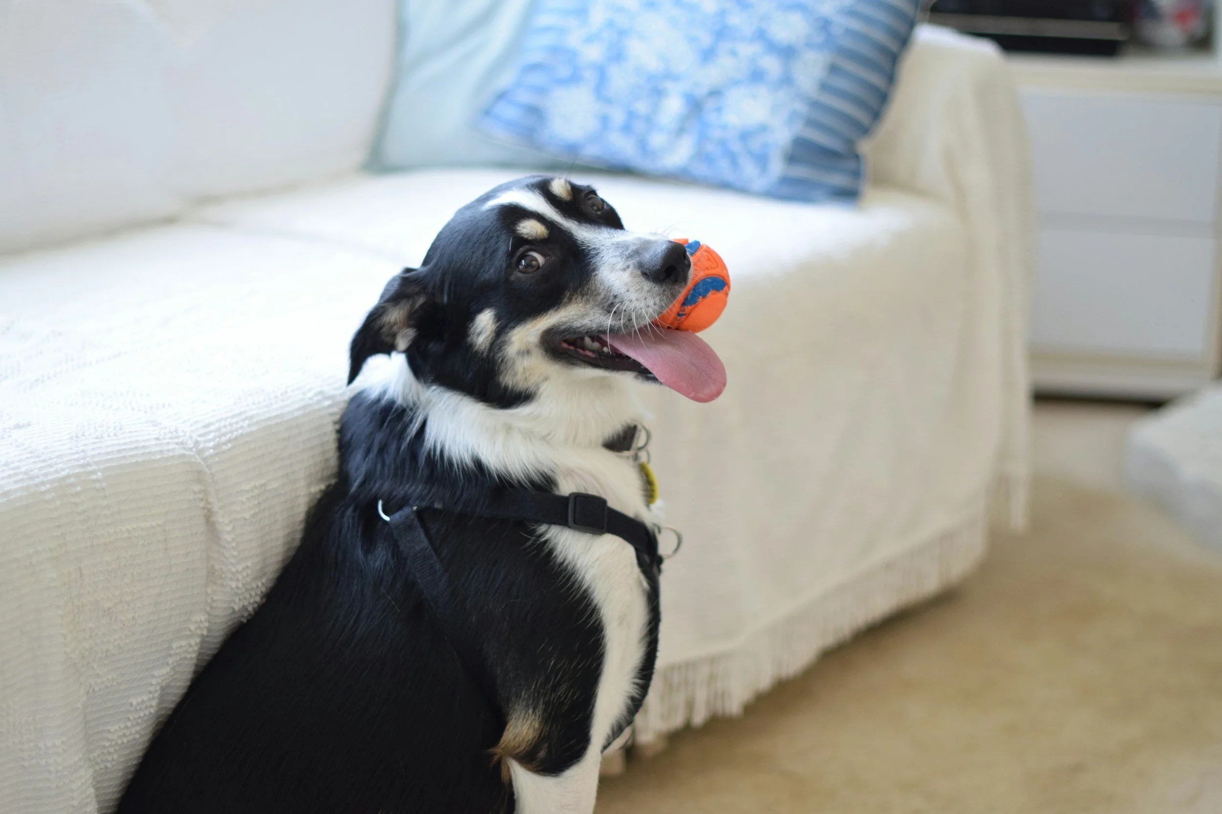 A black and white dog with tan markings, sitting on the floor facing a sofa, holding an orange and blue toy in its mouth, with its tongue out.