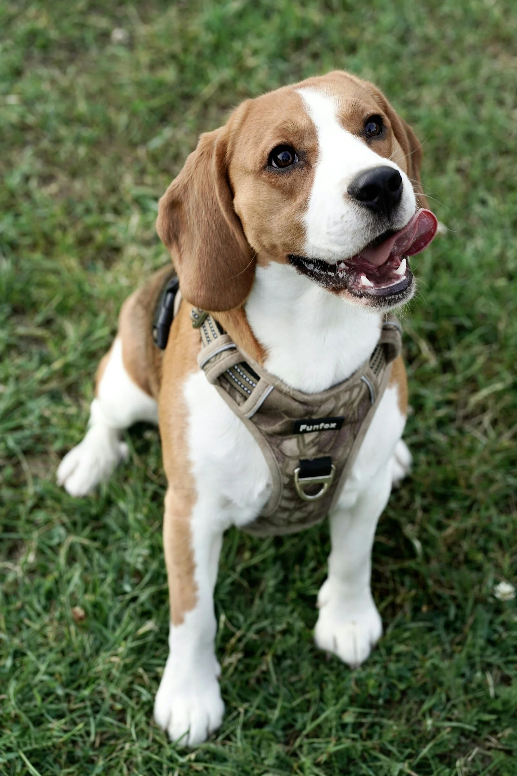 A happy beagle puppy with tan, white, and black fur sitting on grass, wearing a harness, with its tongue slightly out.