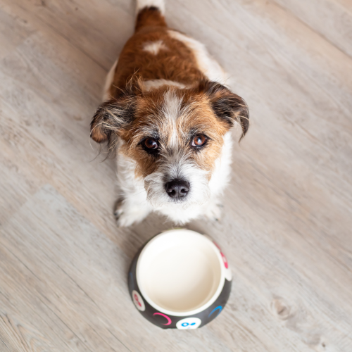 How to Make Your Dog’s Food Last Longer 