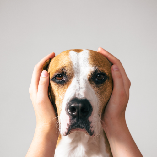 When Life Gets Hard, Dogs Feel It Too: Supporting Your Dog’s Behaviour During Stressful Times