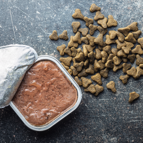 Should You Feed Wet or Dry Food?