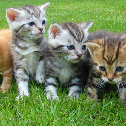 Cat Neutering Vouchers in Huddersfield, Halifax and Bradford