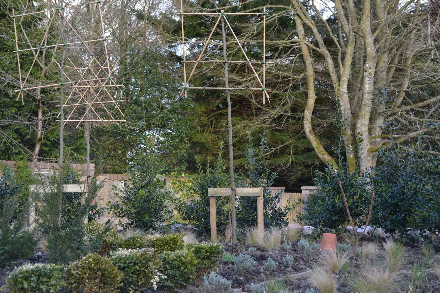 Pleached hornbeam with bamboo supports in the Marian Garden, Kilcoy Castle.