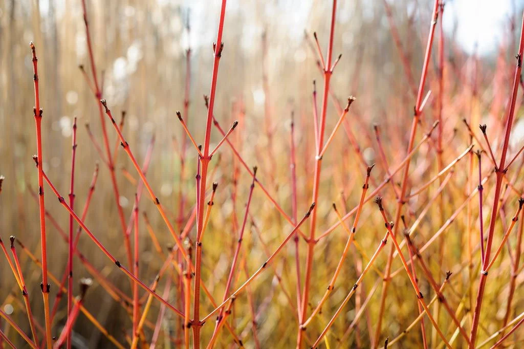 A close up of orange-red dogwood.
