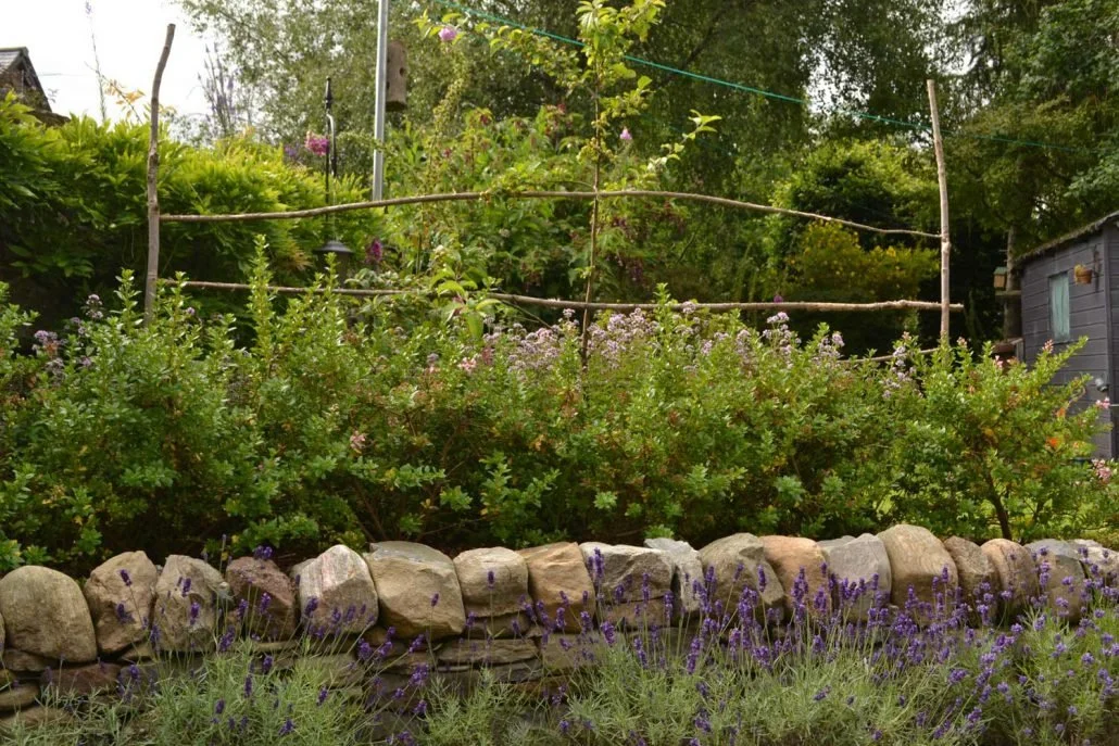 Escallonia and Lavender hedges, and an espalier apple tree, one year after planting around a drystone wall..