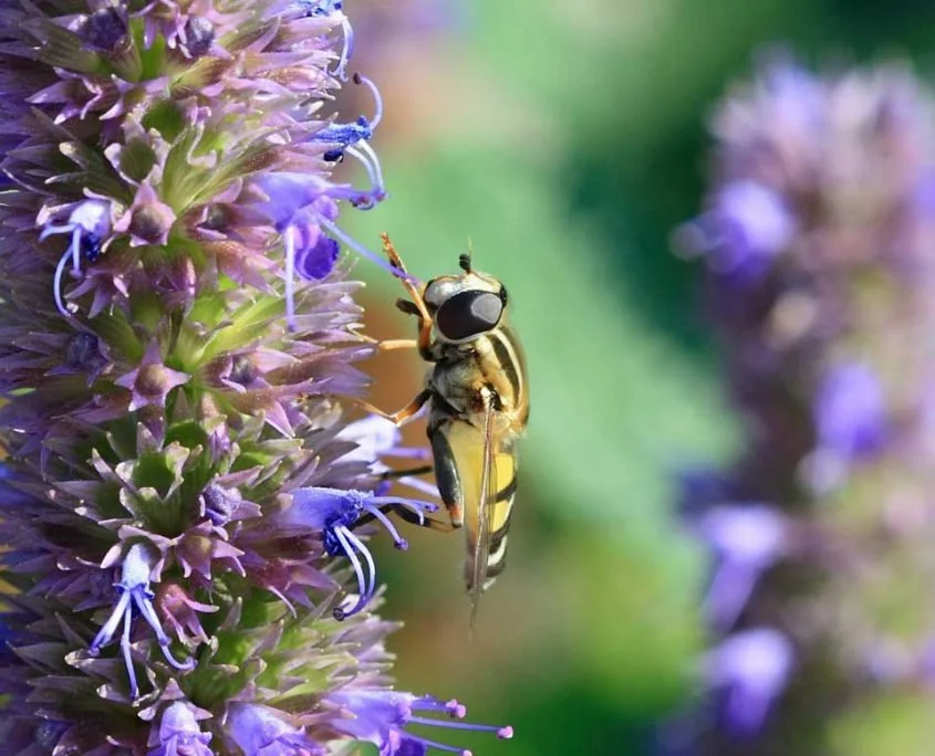A close-up of a hoverfly pollinating a purple Agastache flower.