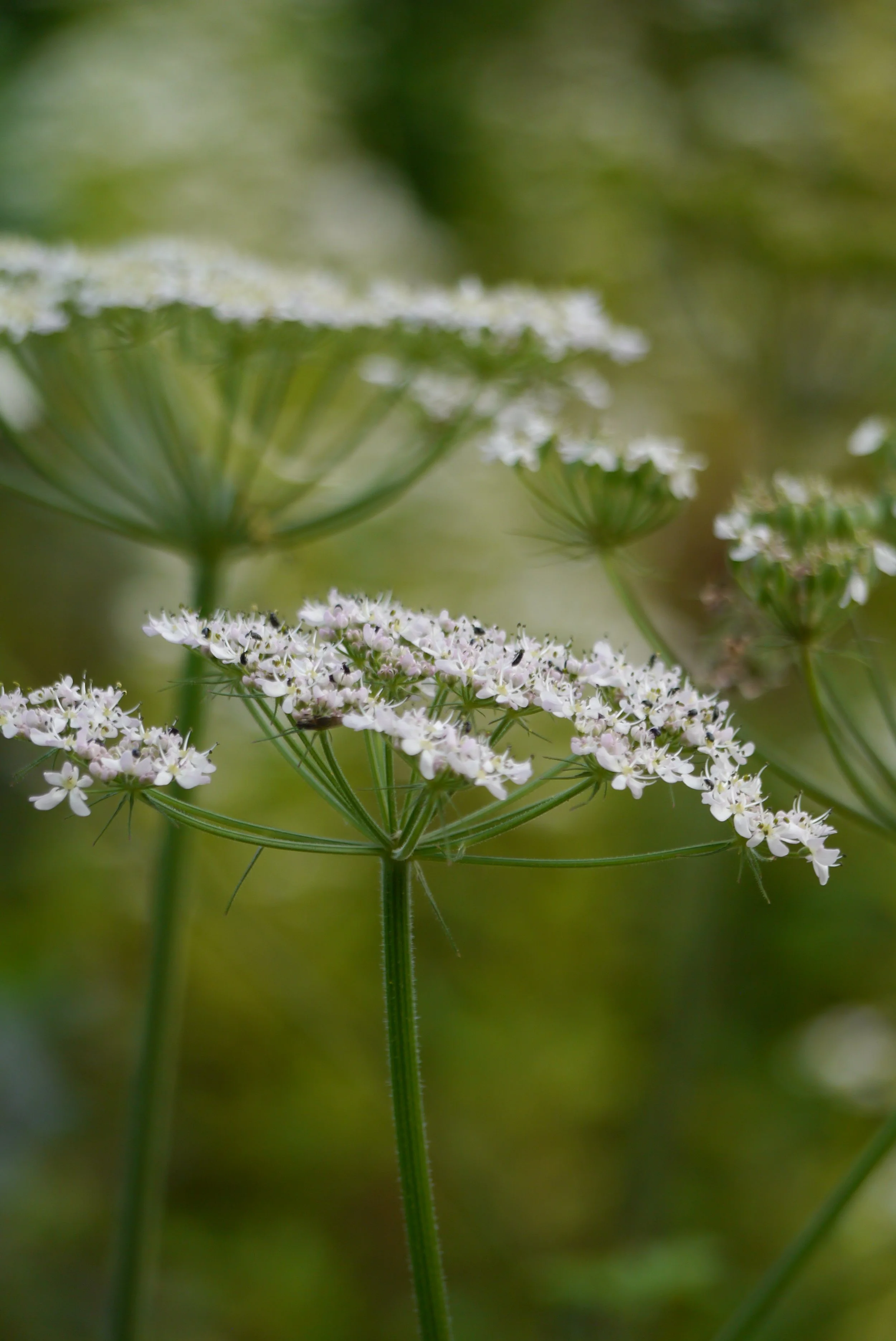 Cow parsley flowers with pollinator.