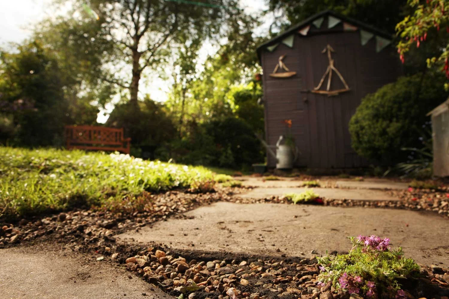 A close up of a paved path to be planted with creeping thyme, leading to a garden shed in a small garden.