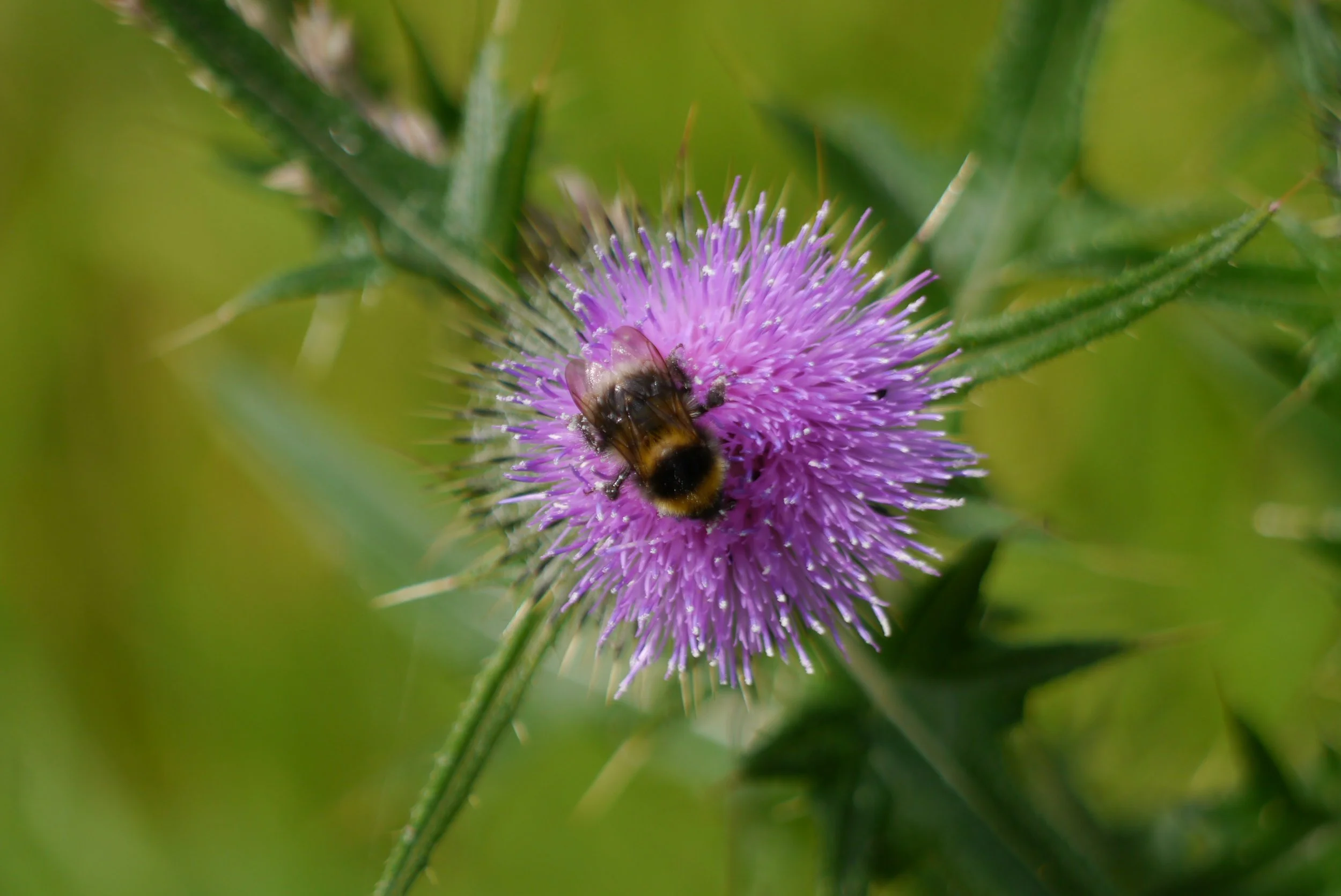 A bumble bee on a Scotch Thistle flower.