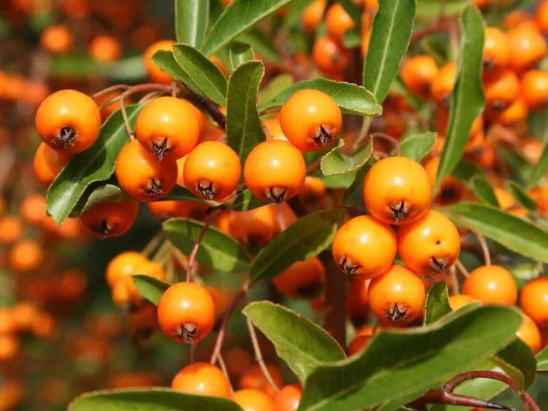 Orange berries on a Pyracantha.