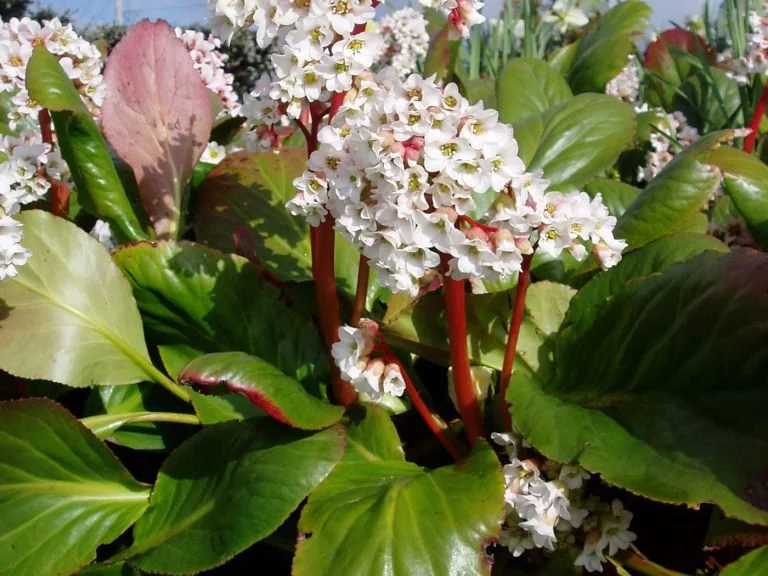 Bergenia 'Bressingham White'.