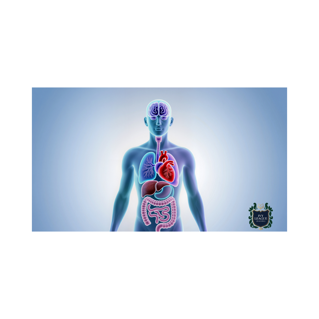 Anatomy & Physiology II