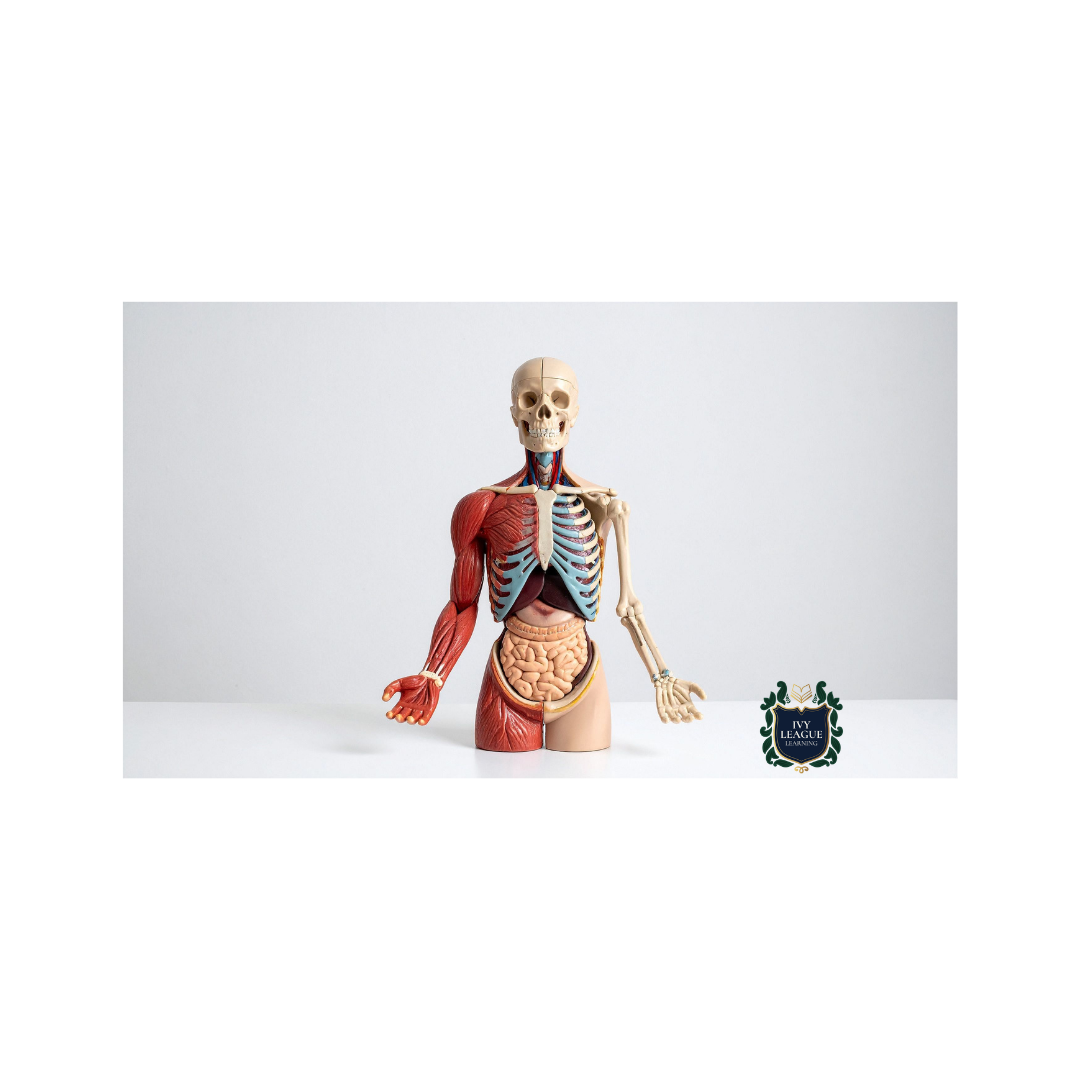 Anatomy & Physiology I