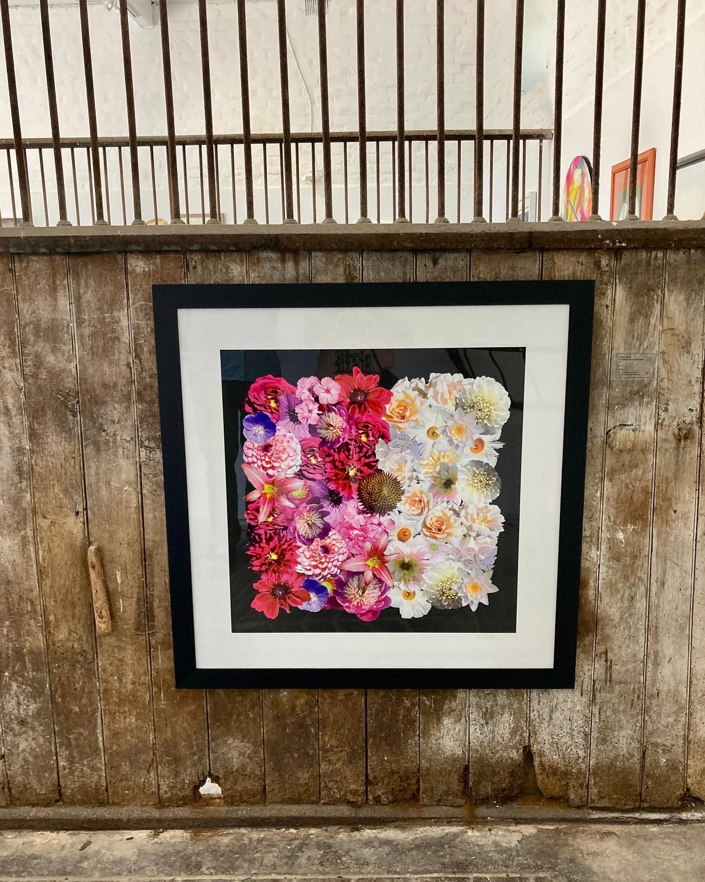 floribunda at goodnestone.jpeg