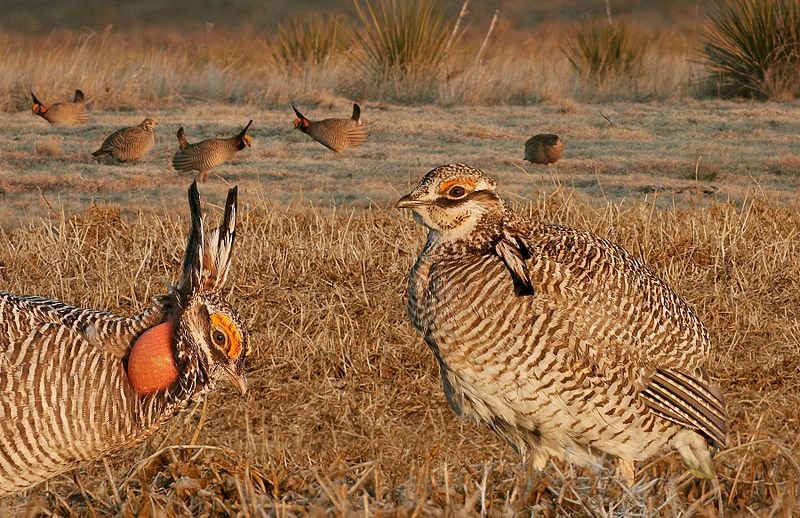 800px-Lesser_Prairie_Chicken_From_The_Crossley_ID_Guide_Eastern_Birds.jpg
