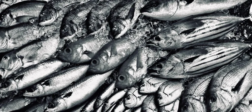 seafood-fraud-bw-banner.jpg
