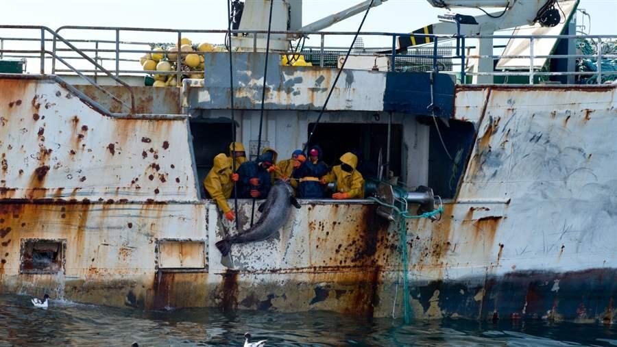 cp_up_to_1_in_5_fish_sold_is_caught_illegally_and_other_surprising_illegal_fishing_facts_16x9.jpg