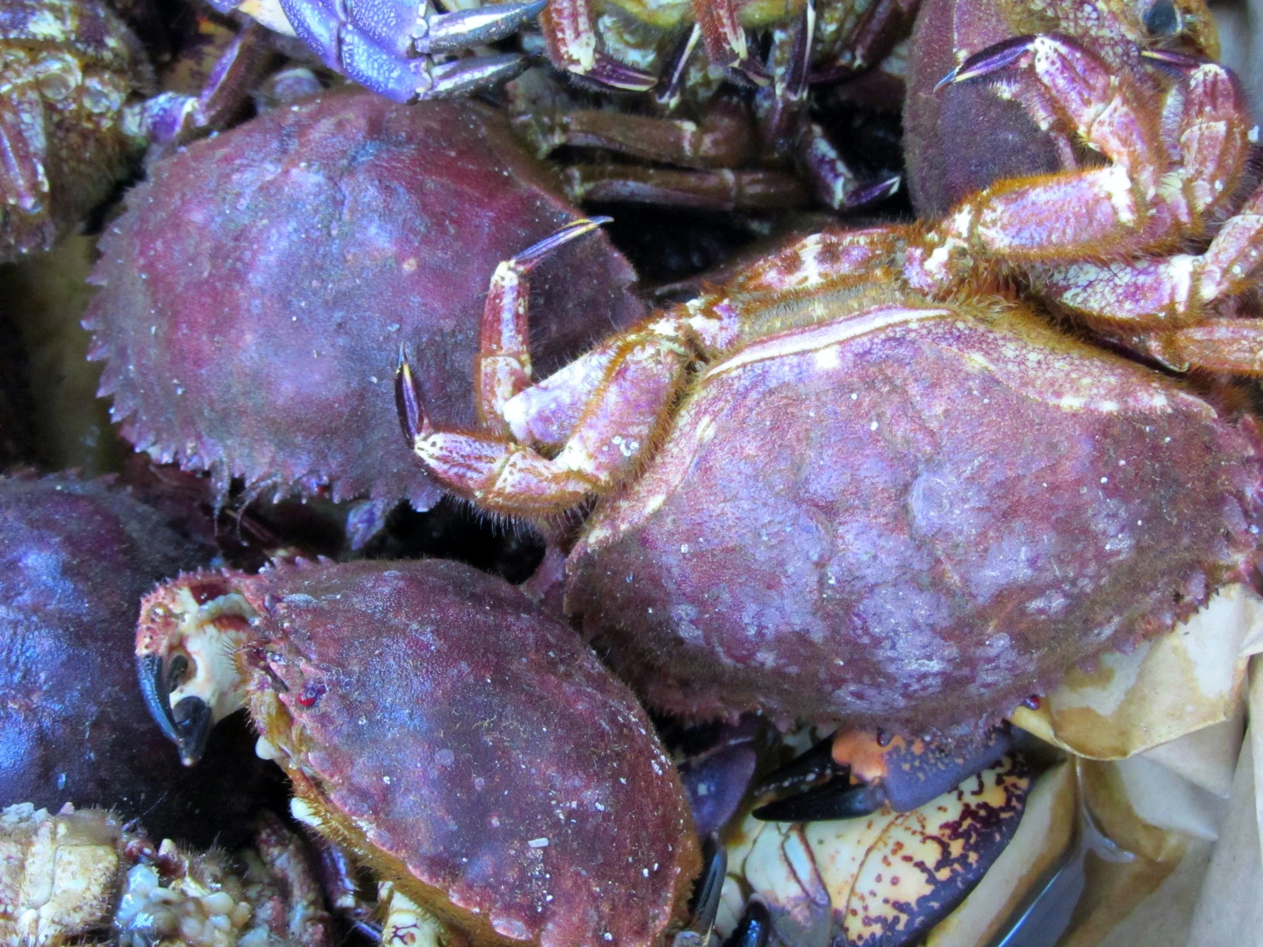 Cancer_edwardsii_-Jaiba_marmola_Valpo_f1.2.jpg