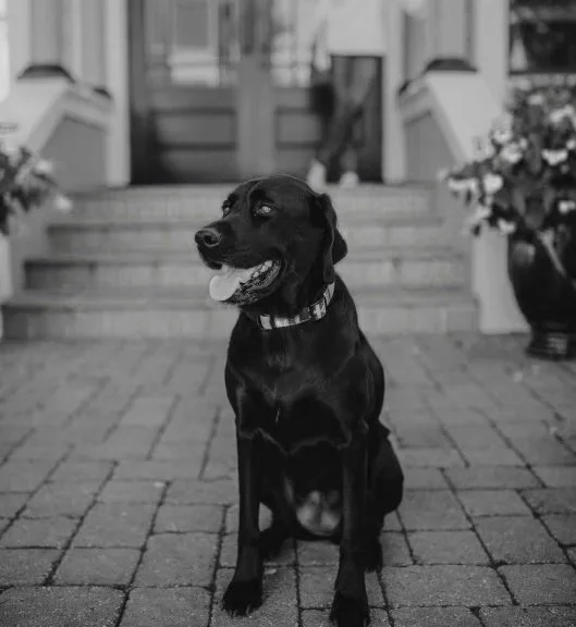 Black dog sitting on brick patio in front of house steps with large potted plants on sides, looking to the side, wearing a collar