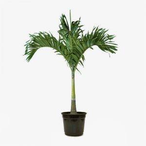 Planta Palmeira Rabo de Raposa