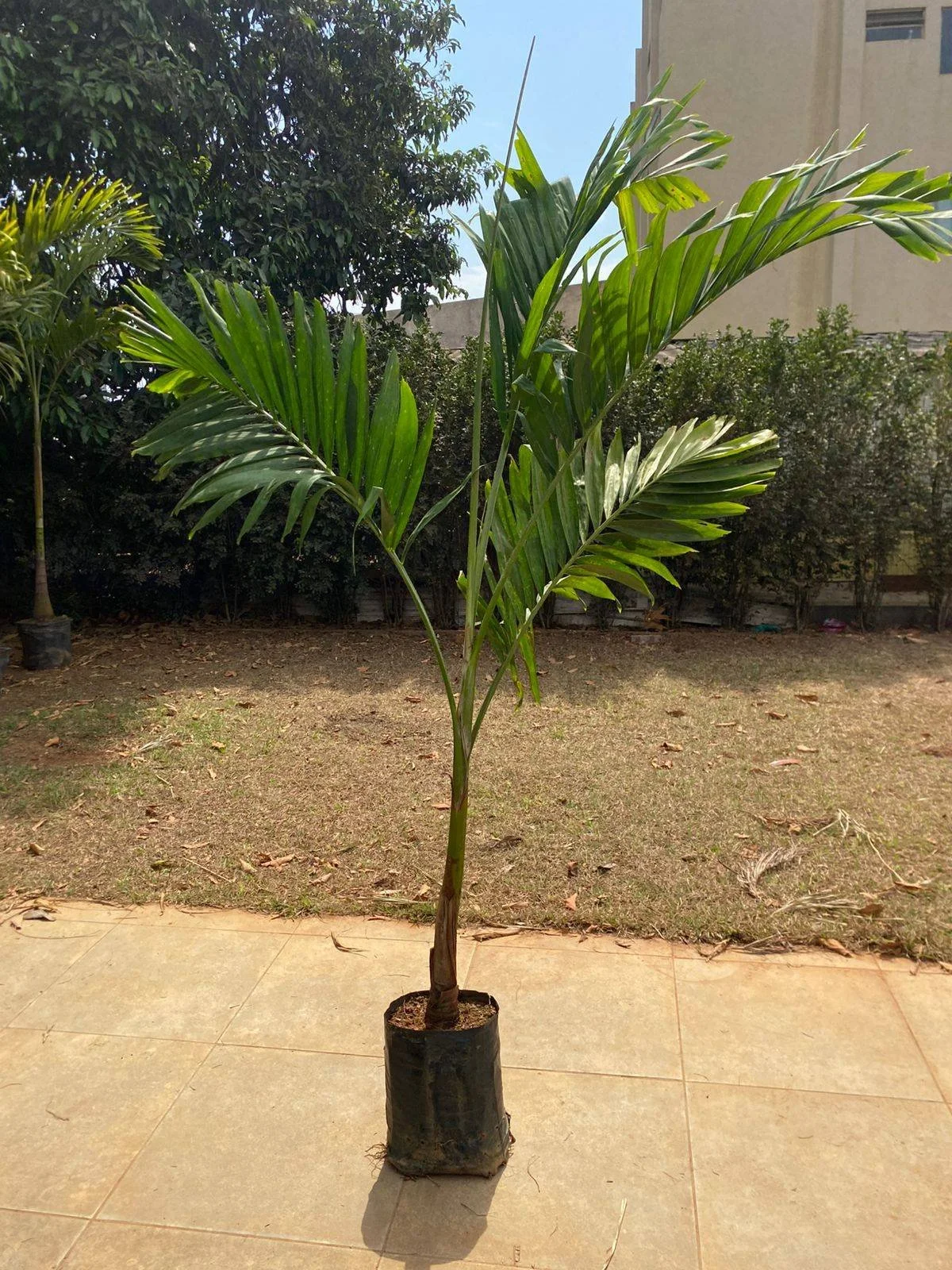 Planta Palmeira Veitchia Vaso Médio/Pequeno