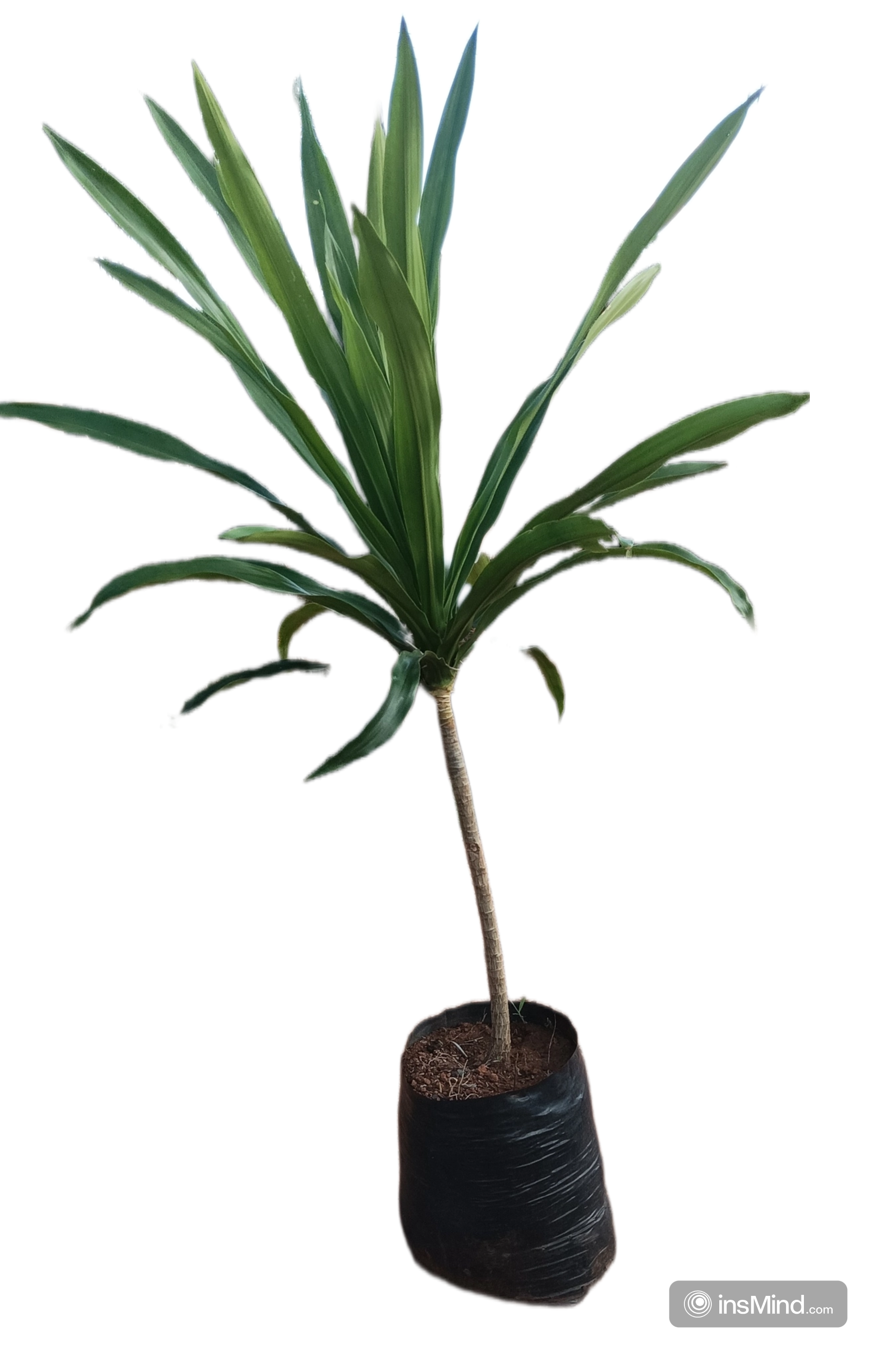 Planta Dracena Arborea Pequena