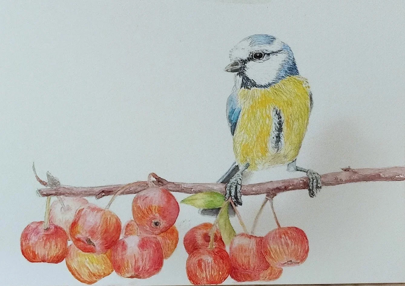 Blue+tit.jpg