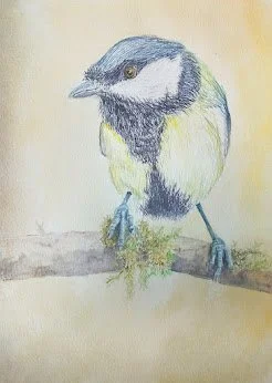 Great tit.jpg