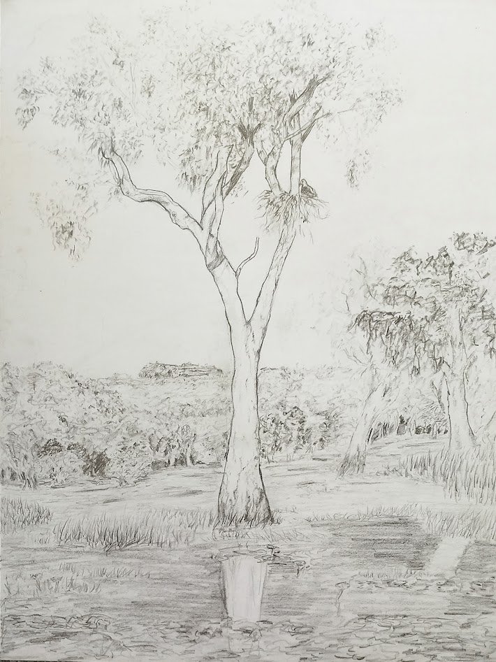 6 Week Beginer Drawing Class