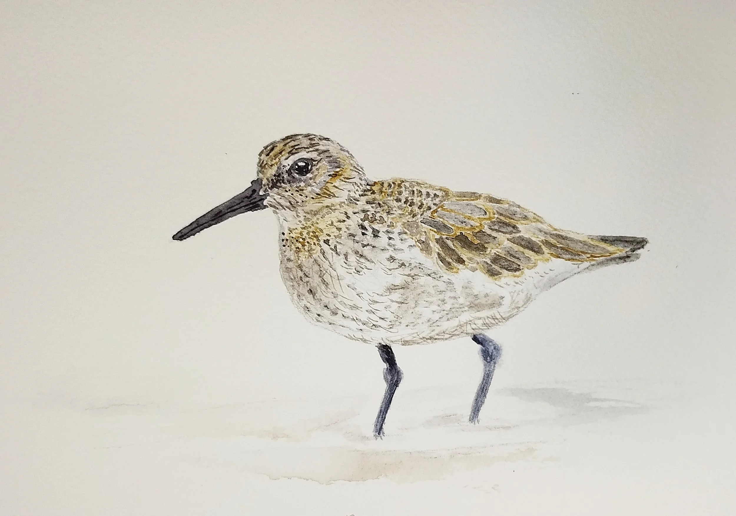 A watercolor painting of a small bird, possibly a sandpiper, standing on a white background. The bird has brown and beige feathers with darker streaks, a long black beak, and thin legs.
